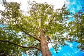 How Our Tree Care Process Works  in  Clara City, MN